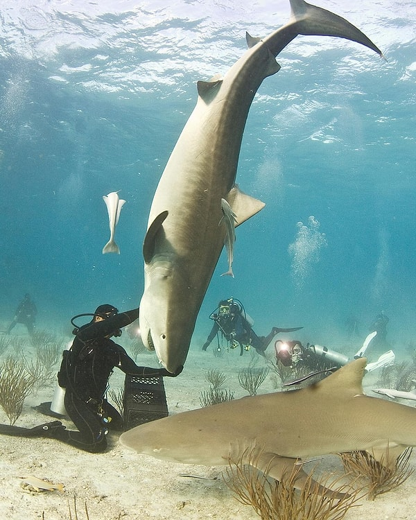 Köpek Balıkları Tonik Hareketlilik Nedir?